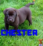 labrador retriever puppy posted by thatdoggy