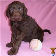 labrador retriever puppy posted by thatdoggy