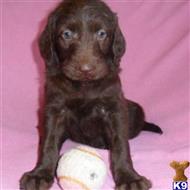 labrador retriever puppy posted by thatdoggy
