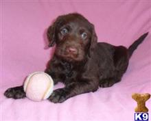 labrador retriever puppy posted by thatdoggy
