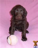 labrador retriever puppy posted by thatdoggy