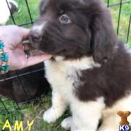 newfoundland puppy posted by thatdoggy