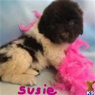 newfoundland puppy posted by thatdoggy