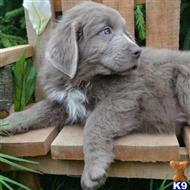 newfoundland puppy posted by thatdoggy