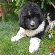 newfoundland puppy posted by thatdoggy