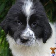 newfoundland puppy posted by thatdoggy