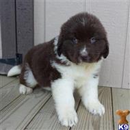 newfoundland puppy posted by thatdoggy