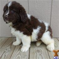 newfoundland puppy posted by thatdoggy