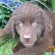newfoundland puppy posted by thatdoggy