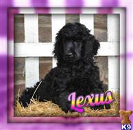 poodle puppy posted by thatdoggy