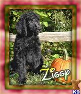 poodle puppy posted by thatdoggy