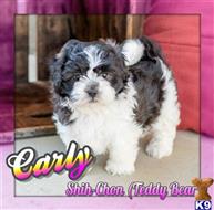 shih tzu puppy posted by thatdoggy