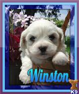 shih tzu puppy posted by thatdoggy