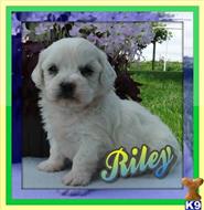 shih tzu puppy posted by thatdoggy