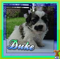 shih tzu puppy posted by thatdoggy