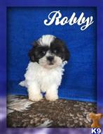 shih tzu puppy posted by thatdoggy