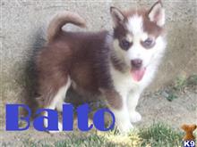 siberian husky puppy posted by thatdoggy