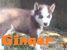 siberian husky puppy posted by thatdoggy