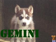 siberian husky puppy posted by thatdoggy