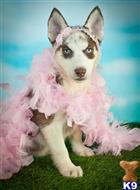 siberian husky puppy posted by thatdoggy