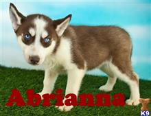siberian husky puppy posted by thatdoggy