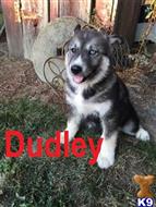siberian husky puppy posted by thatdoggy