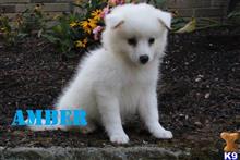 siberian husky puppy posted by thatdoggy