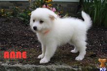 siberian husky puppy posted by thatdoggy