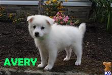 siberian husky puppy posted by thatdoggy