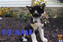 siberian husky puppy posted by thatdoggy