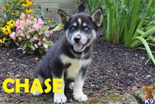 siberian husky puppy posted by thatdoggy