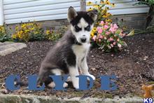 siberian husky puppy posted by thatdoggy