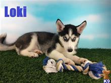 siberian husky puppy posted by thatdoggy
