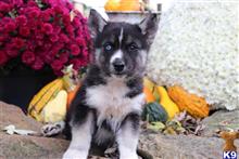 siberian husky puppy posted by thatdoggy
