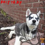 siberian husky puppy posted by thatdoggy