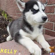 siberian husky puppy posted by thatdoggy