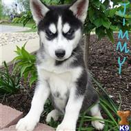 siberian husky puppy posted by thatdoggy