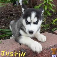 siberian husky puppy posted by thatdoggy