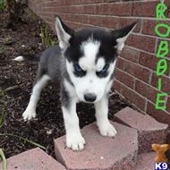 siberian husky puppy posted by thatdoggy