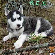 siberian husky puppy posted by thatdoggy