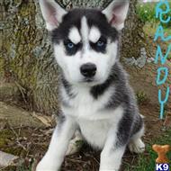 siberian husky puppy posted by thatdoggy