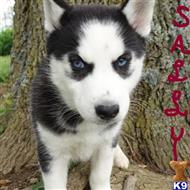 siberian husky puppy posted by thatdoggy