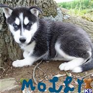 siberian husky puppy posted by thatdoggy