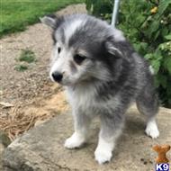 siberian husky puppy posted by thatdoggy