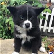 siberian husky puppy posted by thatdoggy