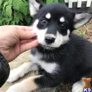 siberian husky puppy posted by thatdoggy