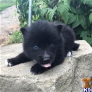 siberian husky puppy posted by thatdoggy