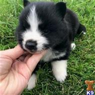 siberian husky puppy posted by thatdoggy