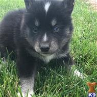 siberian husky puppy posted by thatdoggy
