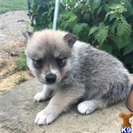 siberian husky puppy posted by thatdoggy